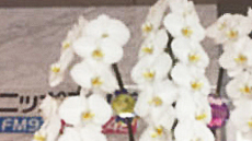 ニッポン放送の玄関は立派なお花でたくさんです