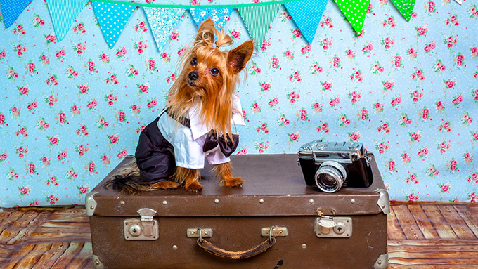 犬と一緒に旅行に出掛けよう!ペットは旅行業界の新・お得意様!
