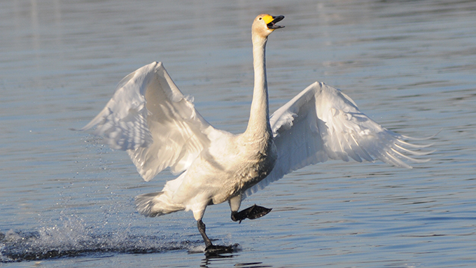 白鳥に魅せられ、毎朝その姿をカメラに収めている会社員のストーリー