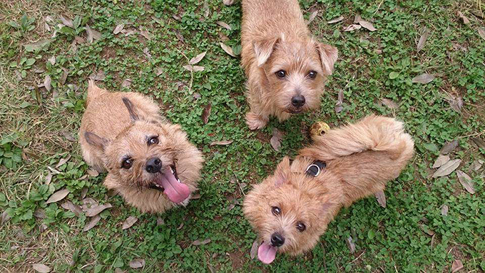 4度の流産の心の傷を癒してくれた、3頭の犬のチカラ