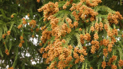 花粉に注意 …そして来週は？