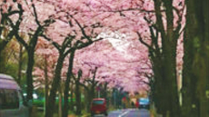 春？桜満開