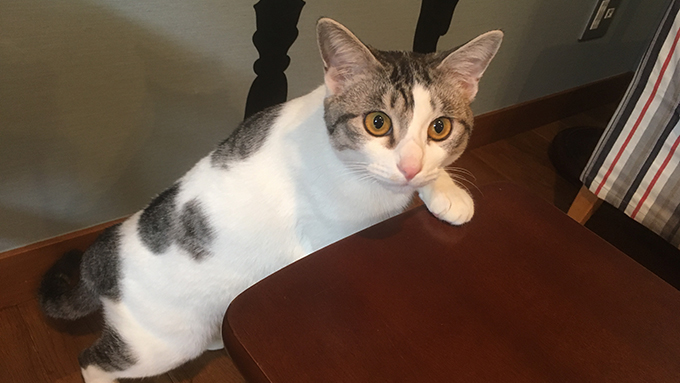 殺処分寸前の半身麻痺の子猫が、保護猫カフェの看板“美猫”に!