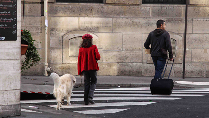 12歳の少女の保護犬活動と、今も真相不明の迷い犬の結末とは