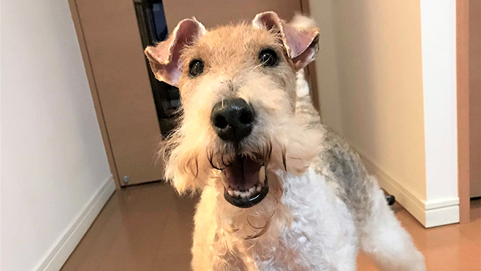 繁殖引退シニア犬のセカンドライフは、初体験と愛情に包まれて