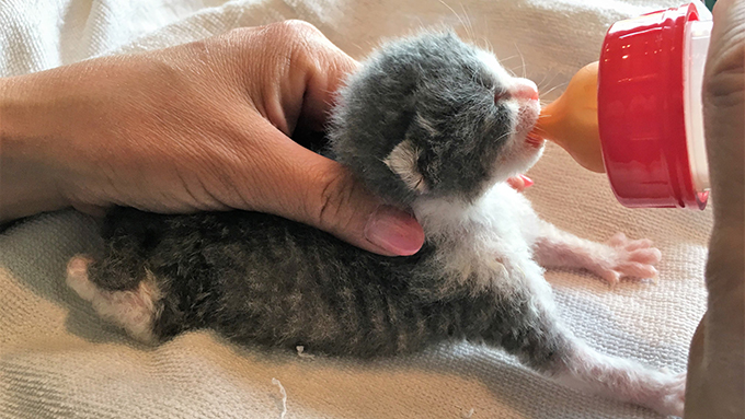 病弱な子猫のミルクボランティアに尽力! ママ獣医の奮闘記vol.2