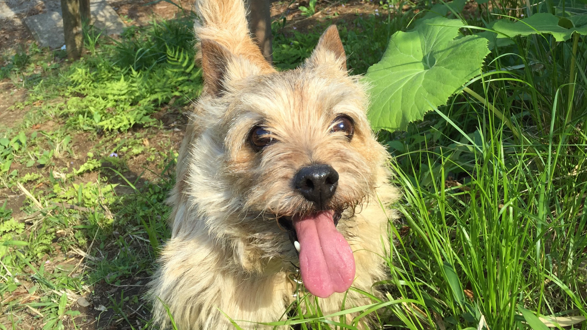 愛犬の爪が散歩から帰宅後ない! 老犬とのドタバタ生活