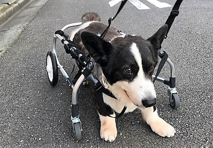 コーギー 車椅子 犬用 ドッグラン ペットロス いぬ 犬 イヌ ペット 犬専用