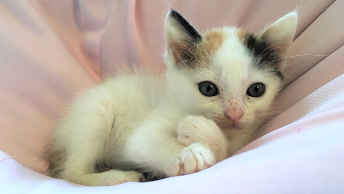 飼い主が2組!? 行方不明の猫探しの結末は?