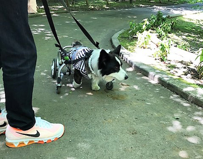 コーギー 車椅子 犬用 ドッグラン ペットロス いぬ 犬 イヌ ペット 犬専用