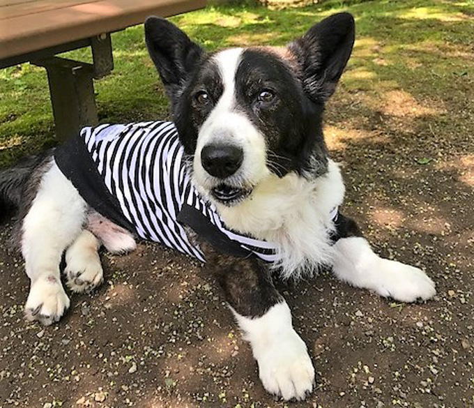 コーギー 車椅子 犬用 ドッグラン ペットロス いぬ 犬 イヌ ペット 犬専用