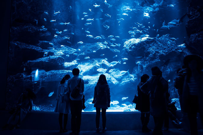 海水水族館の照明