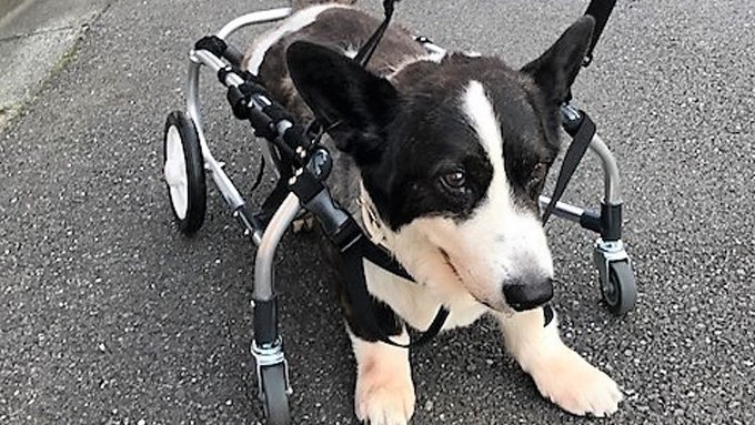 車椅子が愛犬と家族を笑顔に! シニア犬の闘病記と挑戦記