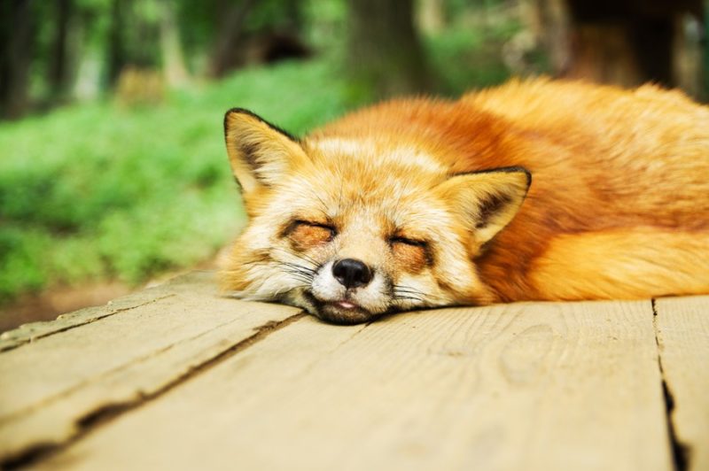動物の壁紙 トップ100 狐 可愛い イラスト