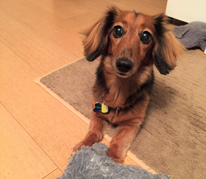 保護犬 ボランティア トリマー ペット イヌ いぬ 犬 トリミング シャンプー