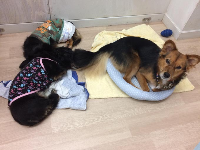 倉敷市内 倉敷 トリミングサロン ペット 被災 西日本豪雨 避難 犬