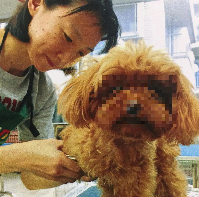 保護犬 ボランティア トリマー ペット イヌ いぬ 犬 トリミング シャンプー