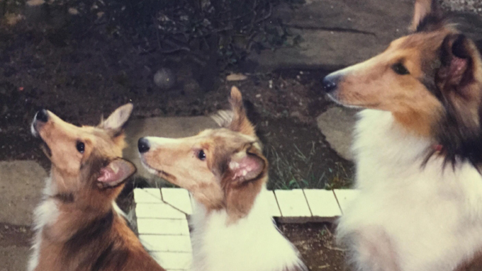 週末は保護犬のボランティアトリマー。40歳からの、平日企業人の新たな挑戦!