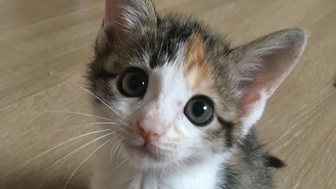 感染症に勝った奇跡の子猫! ママ獣医師のミルクボランティア奮闘記