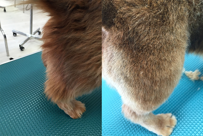 保護犬 ボランティア トリマー ペット イヌ いぬ 犬 トリミング シャンプー