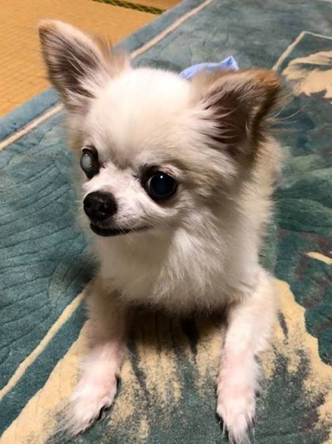 西日本豪雨 豪雨 西日本 実話 絵本 ペット いぬ イヌ 犬 被災 被災地 避難