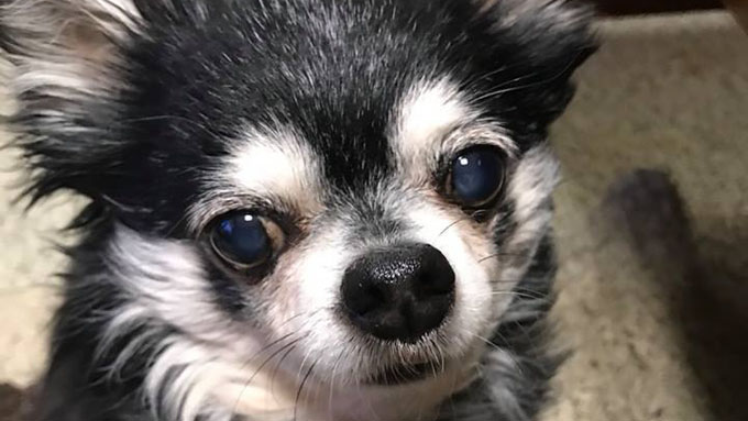弟犬を救った兄犬! 西日本豪雨の実話を絵本に残す活動の輪が拡大中