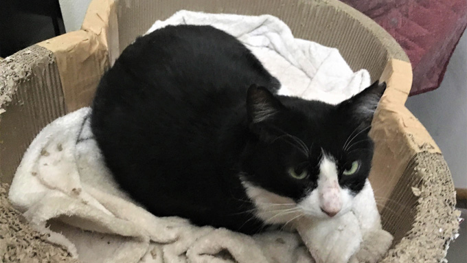 知らぬ間に入った猫が、自腹で避妊手術と世話をする鍼灸治療院の院長に恩返し