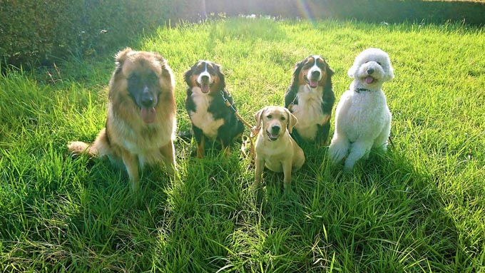 愛犬の苦労は別の犬で返す! セラピー犬トレーナーの決意と挑戦の日々