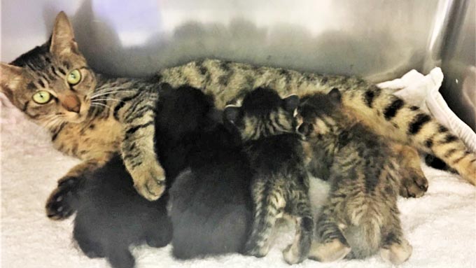 妊娠した保護猫の出産と育児も援助する! ママ獣医師の決意と保護活動