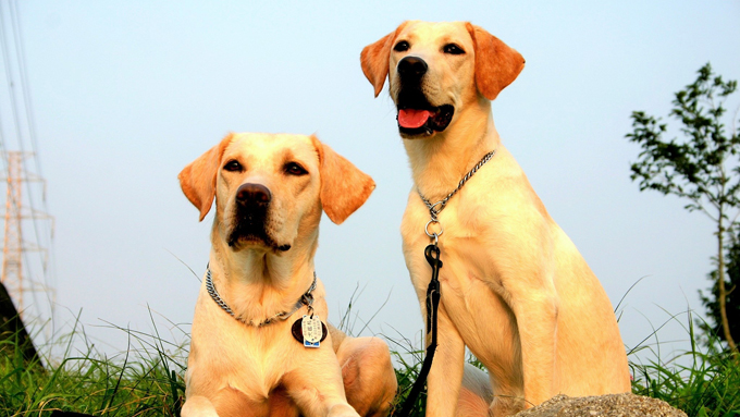 盲導犬候補生との出会いと別れ。飼育ボランティアの15年の感動物語