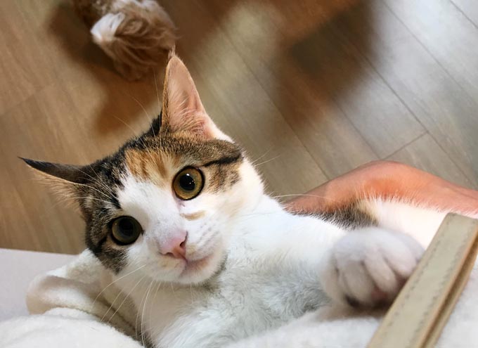 家族はどこ 保護猫のためにママ獣医師が社会化トレーニング