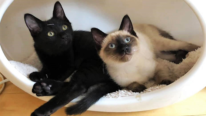 猫との縁はクリスマス 老婦人と孫の思い出を彩ったシャム猫の物語