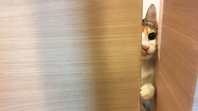 家族はどこ? 保護猫のためにママ獣医師が社会化トレーニング