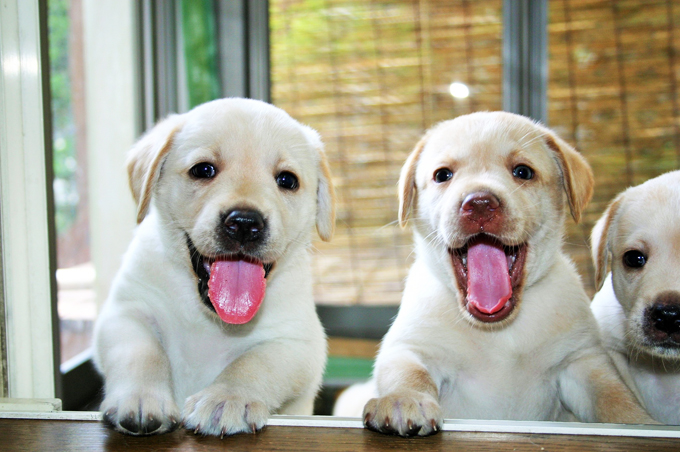 Image result for ç¬ Labradors åä¾ãã¡ã¨