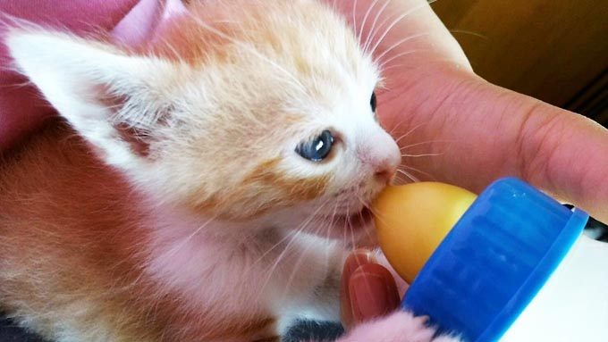 気づけば猫のミルクボランティア 旅先で拾った猫が人生を変えた!