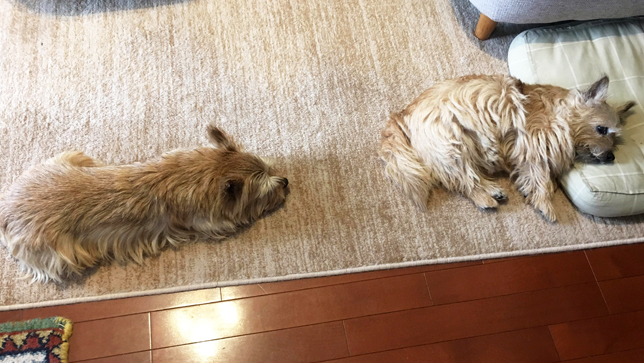 14歳目前の愛犬の変化に戸惑いつつ、心通じ合える喜びを噛みしめて