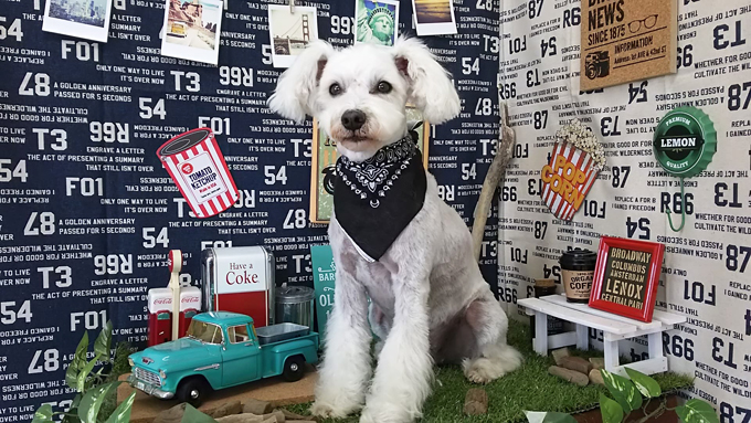 愛犬は映画デビュー&アラフォー飼い主はトリマーになり青森にUターン~愛犬が変えた人生