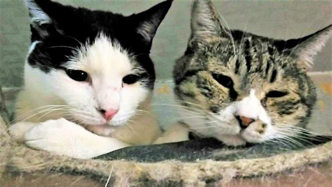仕事中に拾ってレジ袋に入れた3匹の子猫の運命は