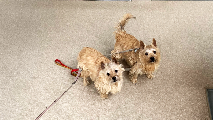 愛犬の老いに苦悩して、グリーフケアのセミナーで新たな発見