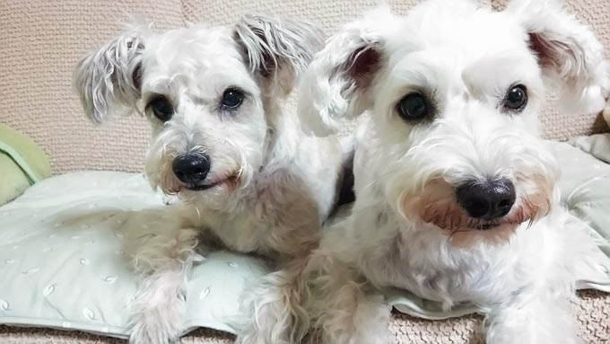 難産の愛犬の助産で大慌て! 子犬の運命と人生を変えた犬との生活