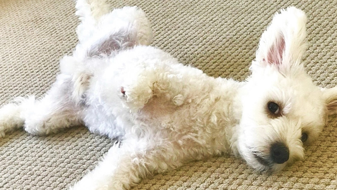 3.5本脚の人見知りの保護犬が救ったペットロス