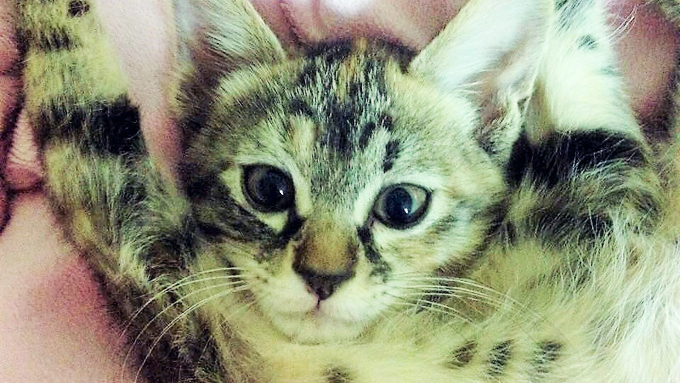 ペットと人の両方の防災士になる! 動物看護士を決意させた保護猫の存在