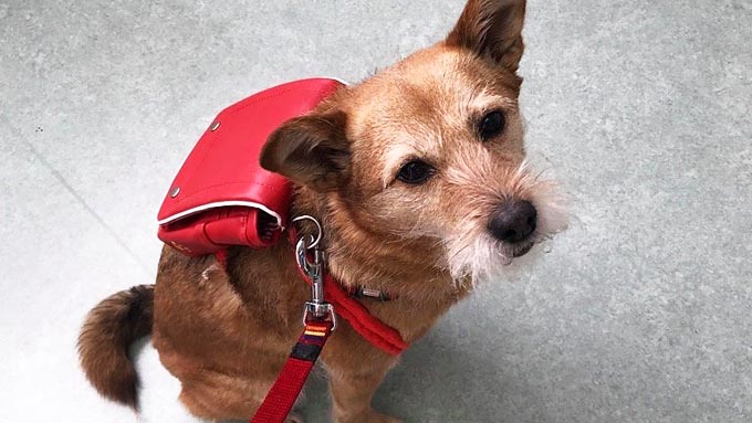 被災地を1ヵ月放浪した犬が、人を癒すセラピー犬に