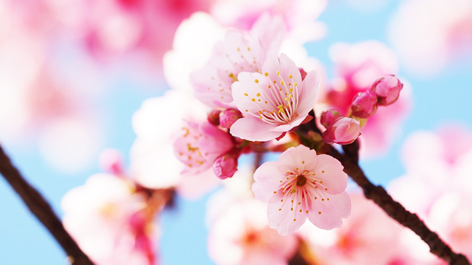 一重咲き、八重咲き…お花見で実践できる桜の見分け方