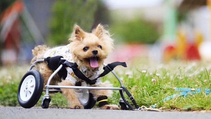 作り続けたペット用車椅子1万台分の笑顔は、亡き愛犬のおかげ