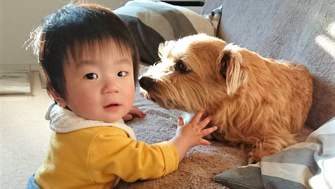 育児疲れを癒し、子育てを手伝う愛犬3頭との日々が宝物