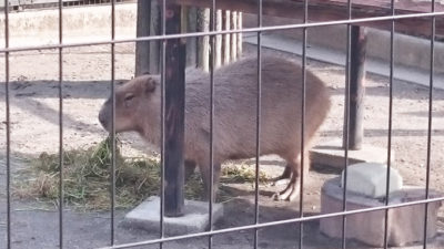カピバラ