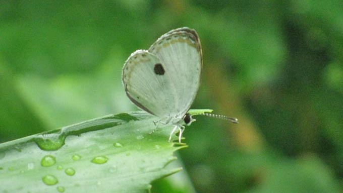 「絶滅危惧種のチョウを守ることは、生き物全体を守ること」~その理由とは?