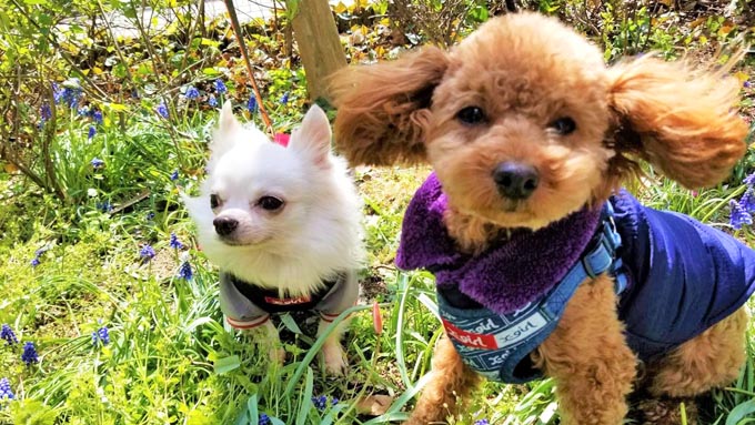 咬みつき保護犬に親友を~同じ境遇の保護犬同士を結びつけた家族の願い