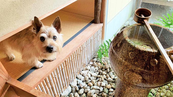 老犬とウキウキしたい! 旅行で愛犬2頭と思い出作り